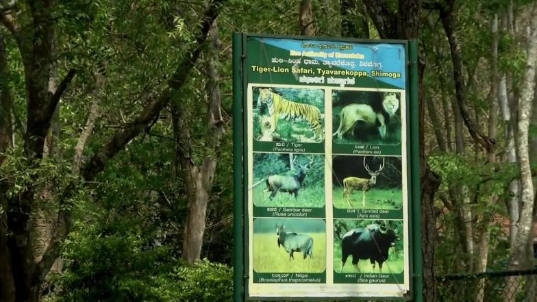 Tiger and Lion Safari at Tyavarekoppa in Shivamogga Sees a Dip in Visitors Due to COVID-19 Lockdown, Director Urges People To Help in Adoption of Animals