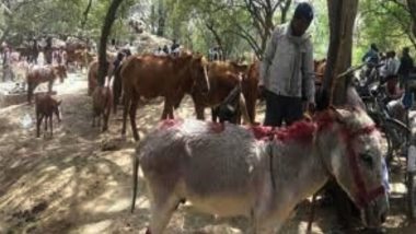 Gardhabh Mela: Donkey Fair in UP Called Off Due to COVID-19 Protocol Violation