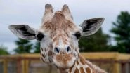 April, The Giraffe That Became an Online Star, Dies at 20