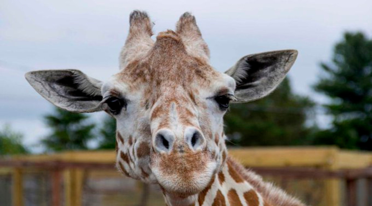 April, The Giraffe That Became an Online Star, Dies at 20