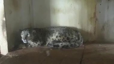 India News | Number of Snow Leopards to 13 in West Bengal's Padmaja Naidu Himalayan Zoological Park
