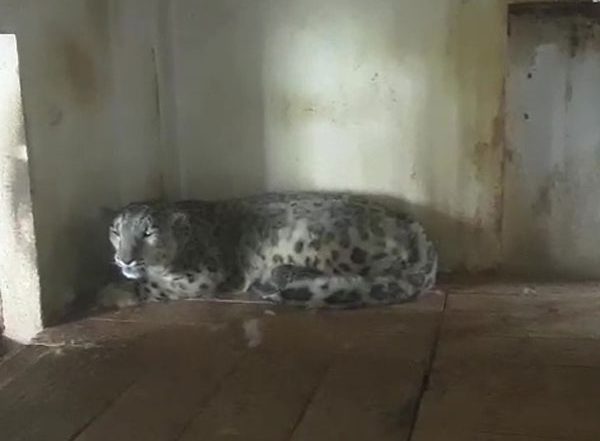India News | Number of Snow Leopards to 13 in West Bengal's Padmaja Naidu Himalayan Zoological Park