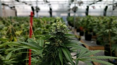 Health News | Researchers Suggest Doctors Should Screen Over-50s for Cannabis Use