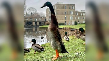 'Long Boi,' Internet Is Obsessed With This Duck From UK's University of York, See Pics