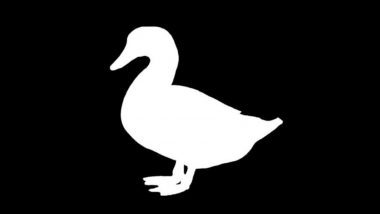 Become a Diamond and Join the Duck Investments Pond