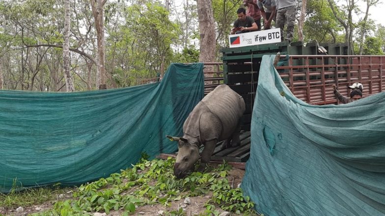 Assam: 3 Rhino Calves Translocated From Kaziranga National Park, Released in Manas Tiger Reserve