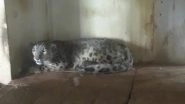 Snow Leopard Gives Birth to a Cub at Padmaja Naidu Himalayan Zoological Park in Darjeeling
