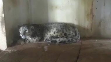 Snow Leopard Gives Birth to a Cub at Padmaja Naidu Himalayan Zoological Park in Darjeeling