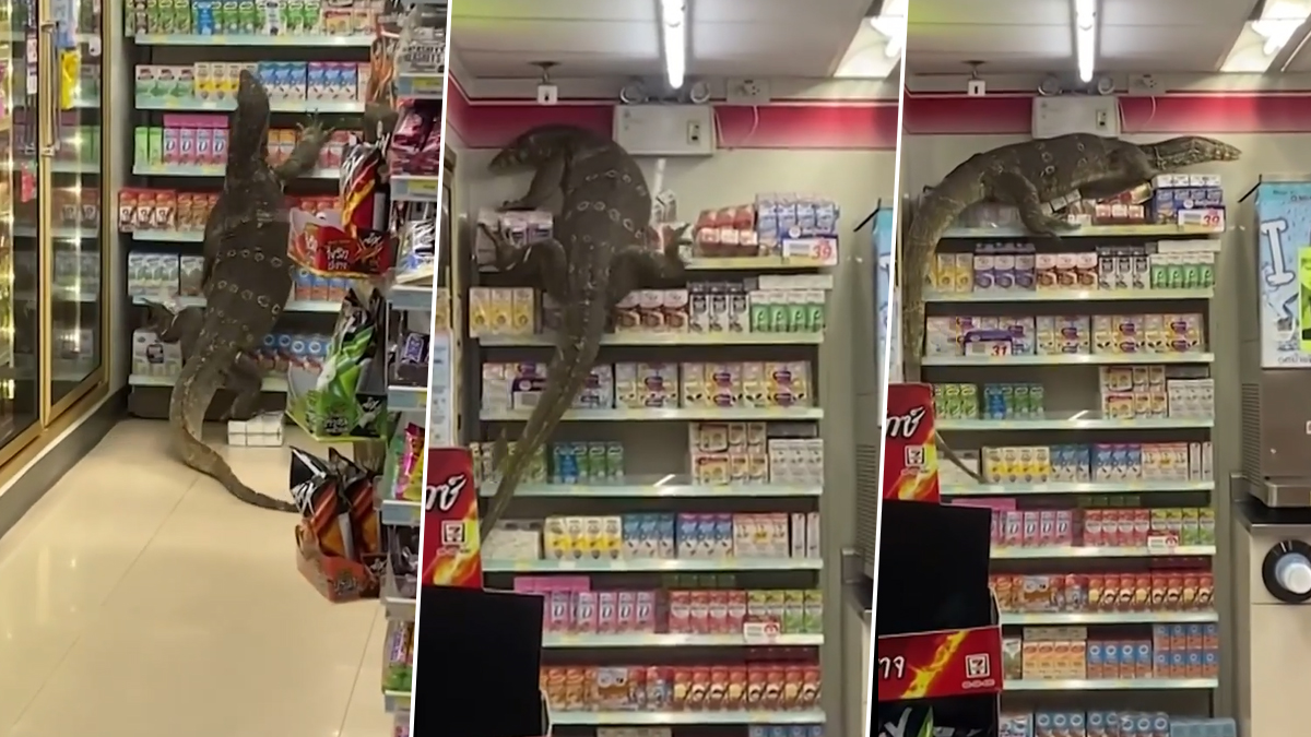 Terrifying Video of Giant Monitor Lizard Inside a 7 Eleven Store in Thailand Goes Viral! Watch