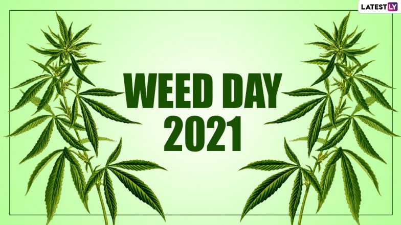 Weed Day 21 Date History And Significance Know More About 4 Celebrations Aka 4 Or 4 The Marijuana Holiday Latestly