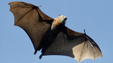 International Bat Appreciation Day 2021 Facts: Did You Know Bat Poops Sparkle? 7 Fun Things About the Misunderstood and Only Flying Mammal