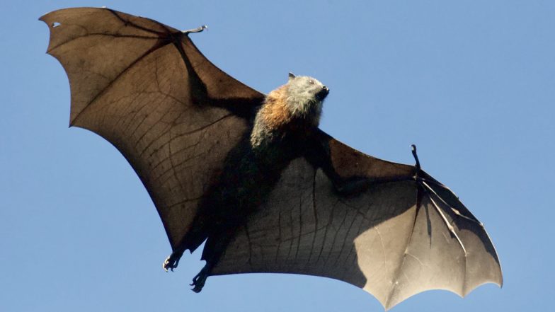 International Bat Appreciation Day 2021 Facts: Did You Know Bat Poops Sparkle? 7 Fun Things About the Misunderstood and Only Flying Mammal