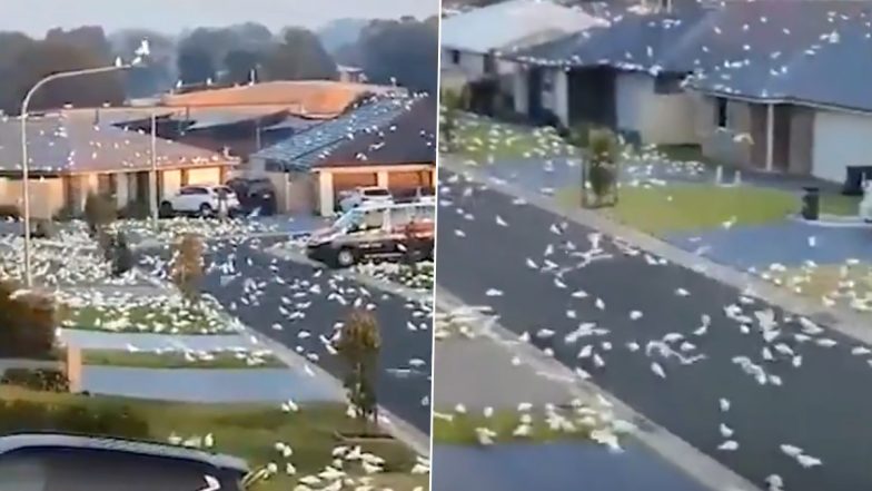 Terrifying Video of 'Incredibly Destructive' Cockatoos Invading Nowra, New South Wales Goes Viral