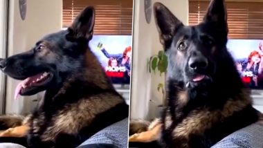 Retired Australian K9 Sniffer Dog's Funny Reaction on Hearing the Word 'Cocaine' Goes Viral (Watch Video)