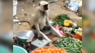 Monkey at Work! Hilarious Video of a Primate 'Selling' Vegetables Goes Viral