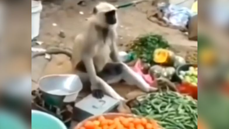 Monkey at Work! Hilarious Video of a Primate 'Selling' Vegetables Goes Viral