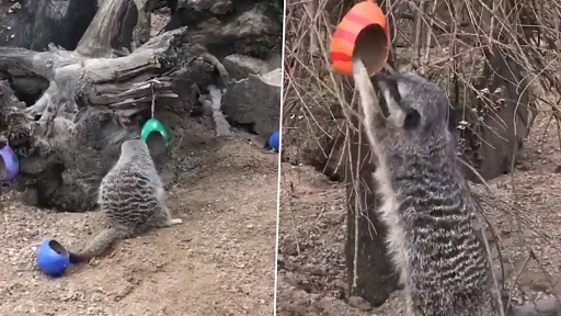 Easter 2021 Egg Hunt in London’s Zoo: Adorable Video Captures Meerkats and Squirrel Monkeys Enjoying Painted Eggs Filled With Sweet Treats