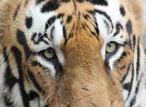 India News | Tigress Found Dead in Maharashtra's Pandharkawda Forest, Cause Not Yet Known