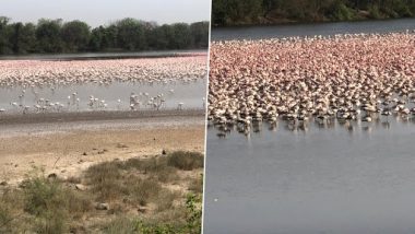 Large Number of Migratory Flamingo Birds Seen at Creek in Navi Mumbai Area of Maharashtra (See Pics)