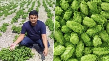 Bihar Man Growing Hop Shoots, World’s Most Expensive Vegetable Worth Rs 1 Lakh Per Kg, Is Fake News! Know the Truth Behind the Fake Claims