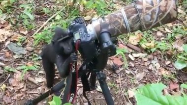 Wild Black Crested Macaque Seen Using Camera Like a Human Being, Mimics Photographer at Indonesia’s Tangkoko Nature Reserve (Watch Video)