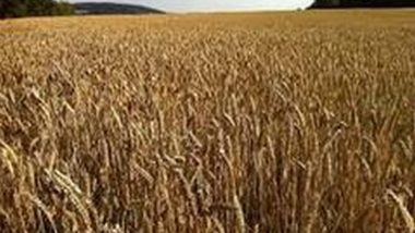 India News | Govt Procures 232.49 LMT Wheat in Rabi Marketing Season Till April 26