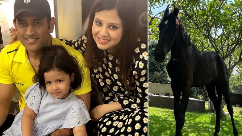 CSK Skipper MS Dhoni Adds A Horse In Ranchi Farmhouse, Wife Sakshi Shares Glimpse Of The Stallion (See Pics)