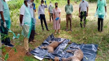 India News | 3 Leopards Found Dead Near Belvadi Lake in Mysuru