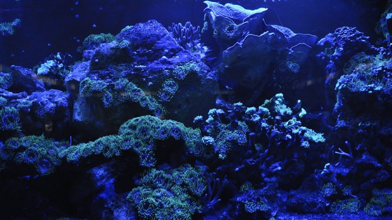 World Reef Awareness Day 2021: Everything You Need to Know From Date to Significance About The Day That Raises Awareness About Endangered Coral Reefs