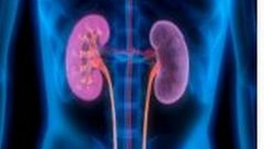 Changes in Proteins Play Important Role in Ageing Kidneys, Says Study