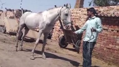 Haryana: 2 Horses in Jhajjar With Glanders To be Euthanised