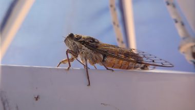 Brood X Cicadas Invasion in US: What Are the Cicadas? Why Are They Swarming Back After 17 Years? Should You Be Worried? All You Need to Know About the Creepy Billion-Bug Arrival
