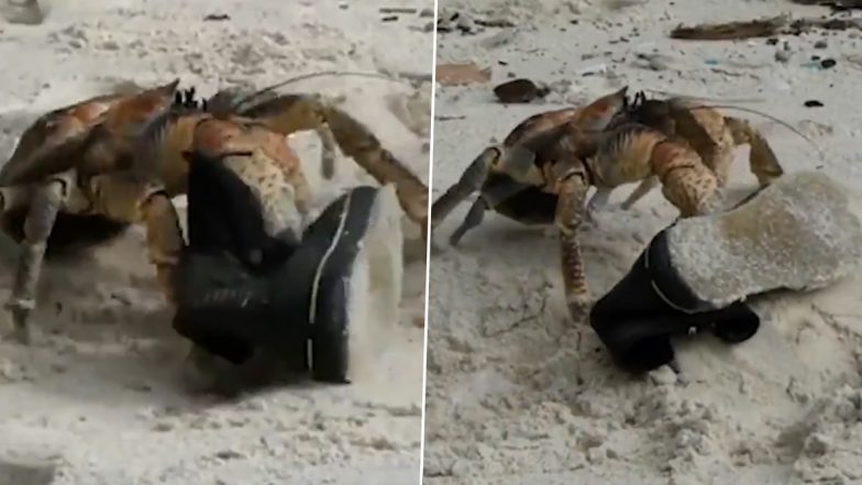 Robber Crab! Hilarious Video of Coconut Crab 'Stealing' Black Boot on Christmas Island Beach Goes Viral