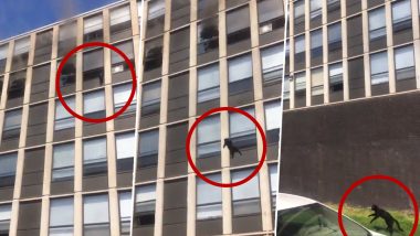 Video of Cat Jumping from 5th Floor of a Burning Building in Chicago Goes Viral! Netizens Cannot Believe Their Eyes