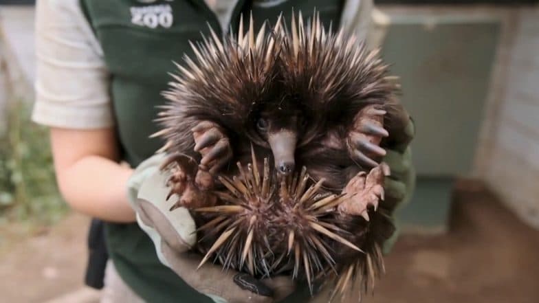 Echidna Puggle Born in Australia's Taronga Zoo, Watch Adorable Video of Rare Spiny Anteater