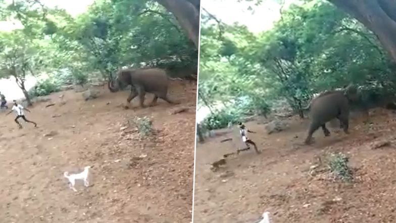 Shameful Act of Animal Cruelty! Shocking Videos Reveal Tribal Youths Harassing Wild Elephants, Throwing Stones at Them in Tamil Nadu