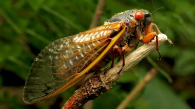 Cicada Safari App: How to Track Millions of Emerging Brood X Cicadas in US? This Interactive Map Will Help You to Find the Insects' Location