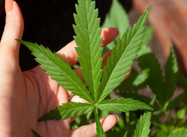 Lifestyle News | Researchers Say Adults over 50 Should Be Screened for Cannabis Use