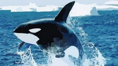 Science News | Researchers Find High Levels of Contaminants in Killer Whales