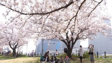 World News | Japan Begins the Celebration of Cherry Blossom Season Attracting Many Tourists in This Period