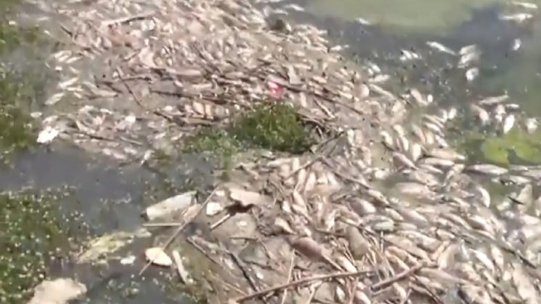 Odisha: Large Number of Fish Found Dead in Berhampur Pond