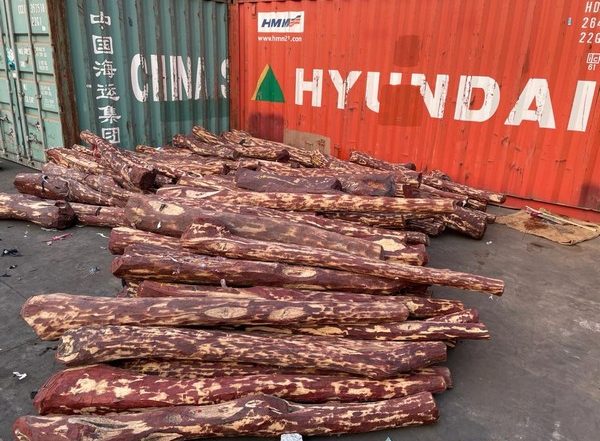 India News | Red Sanders Worth Rs 5 Crore Seized at Chennai Port