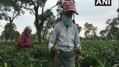 Assam: Tea Estate in Dibrugarh Shut Down After 133 Test COVID-19 Positive