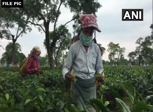 Assam: Tea Estate in Dibrugarh Shut Down After 133 Test COVID-19 Positive