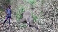 Assam: 18 Elephants Died Due to a Lightning Strike in Nagaon
