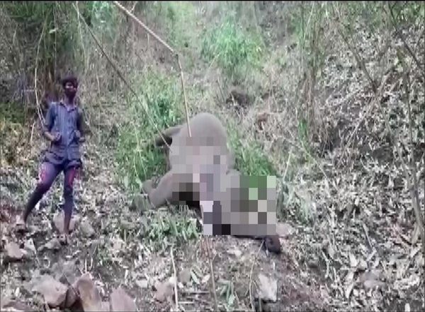 Assam: 18 Elephants Died Due to a Lightning Strike in Nagaon