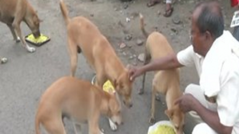 Nagpur Man Cooks Biryani to Feed Stray Dogs, Says 'They Are Like My Kids, It Makes Me Happy'