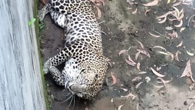 Leopard Falls Into Water Tank Near Kodlady Village in Udupi, Rescued by Forest Officials (See Pics)