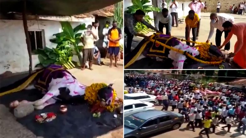 COVID-19 Norms Flouted in Karnataka: Hundreds Gather at the Funeral of a Horse in Belagavi (Watch Video)