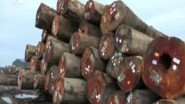 World News | China's Illegal Timber Business is Stripping Suriname's Forests